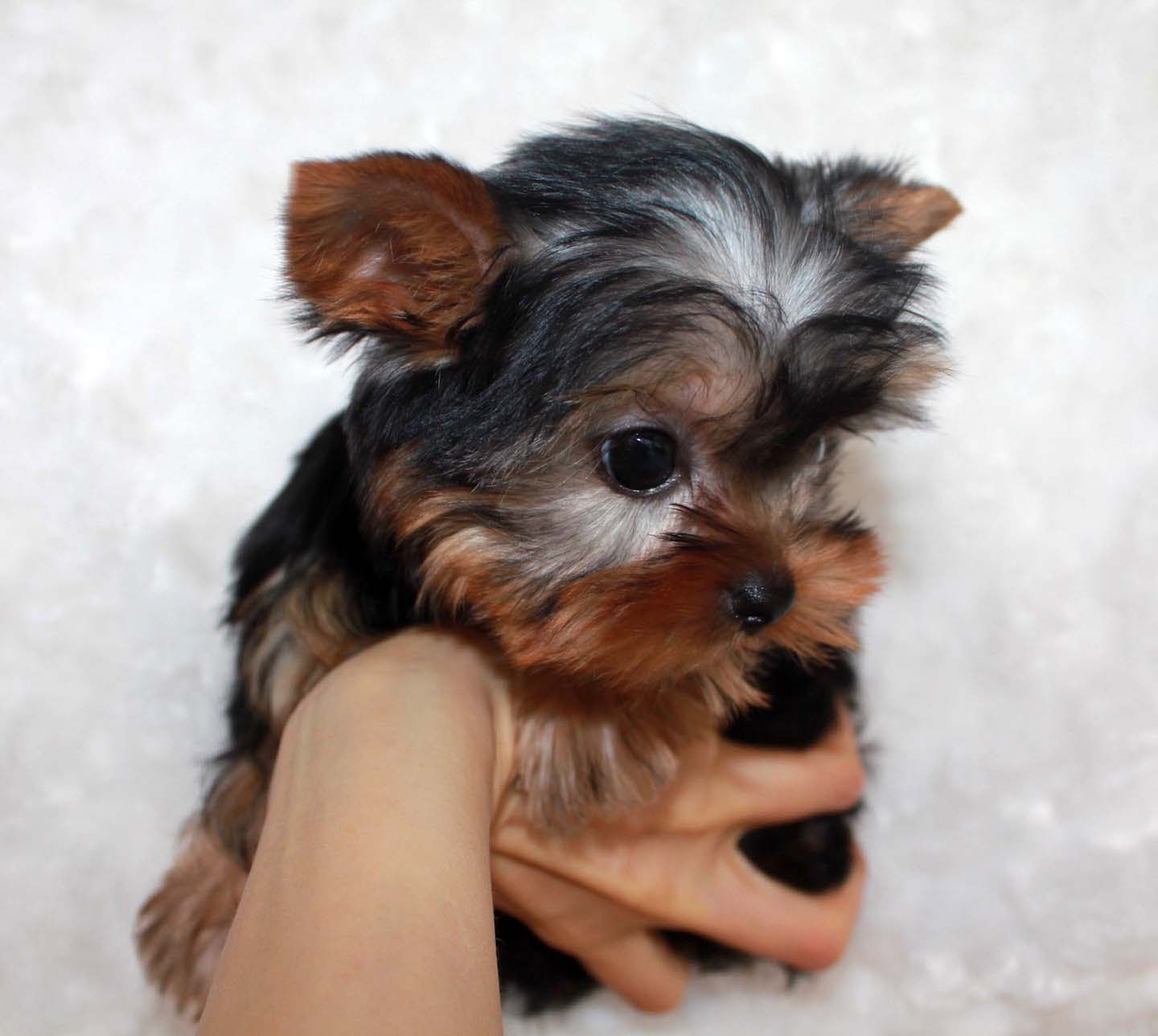 Micro Teacup Yorkie Puppy for sale! | iHeartTeacups