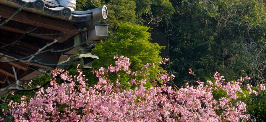 海棠と桜が咲く寺