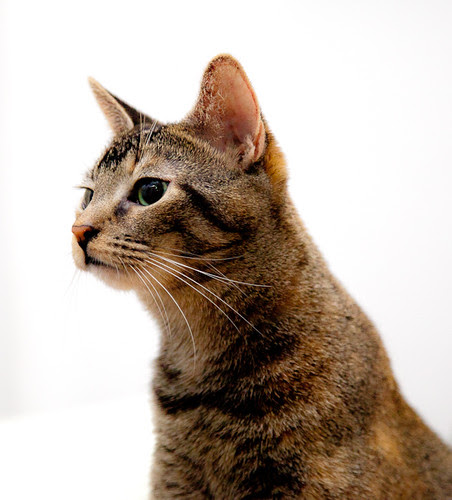Daphne