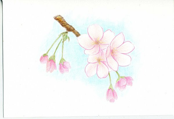 次回の塗り絵 色鉛筆画 の見本です 桜とリボンとクローバー Office Belta オフィス ベルタ のブログ