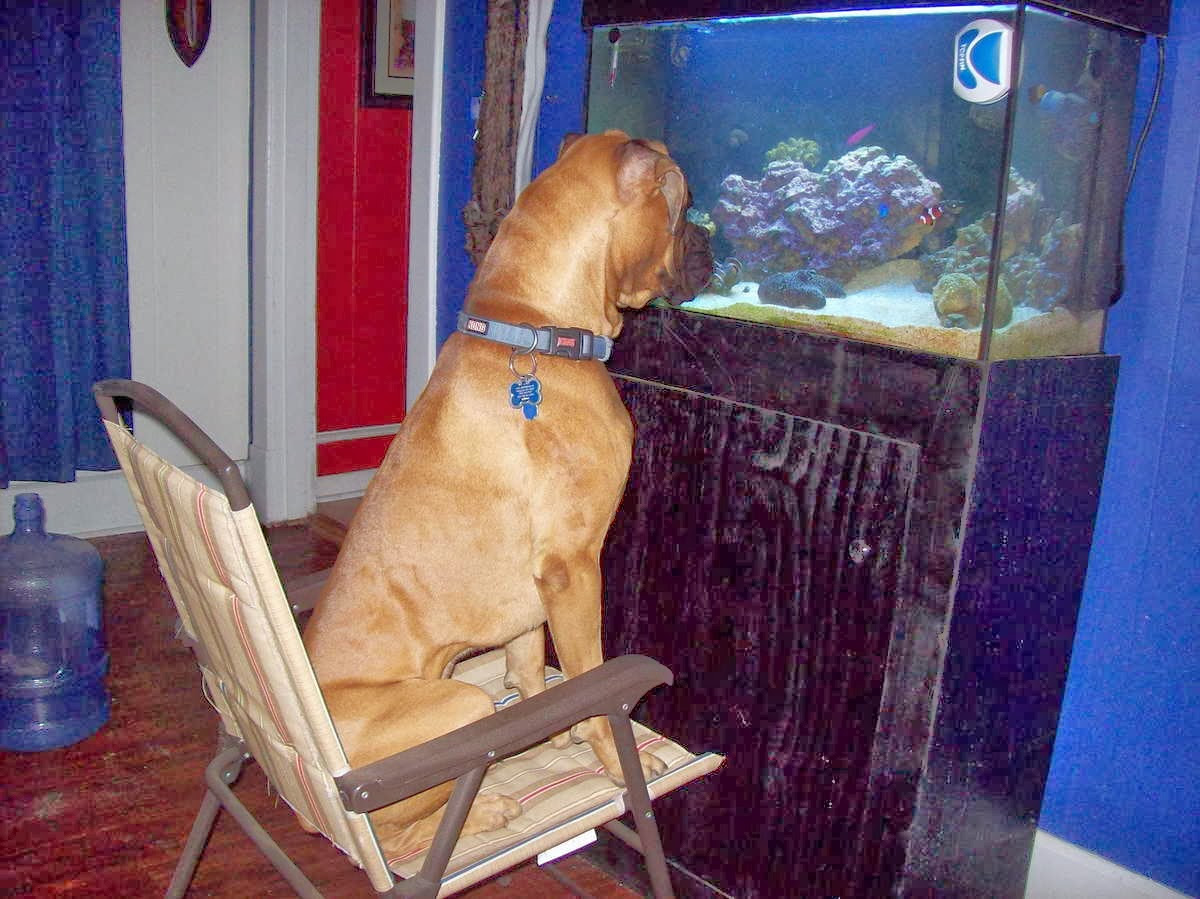 Cute dogs - part 5 (50 pics), dog watching fishes on aquarium
