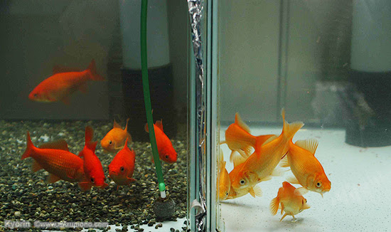 プロに聞く エサやりのコツ さかなの健康を考える食事の選びかた 熱帯魚のことなら みずものコム