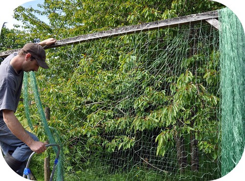 Bean netting