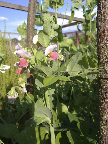 2011_07_06_Allotment_Pea_Salmon-flowered