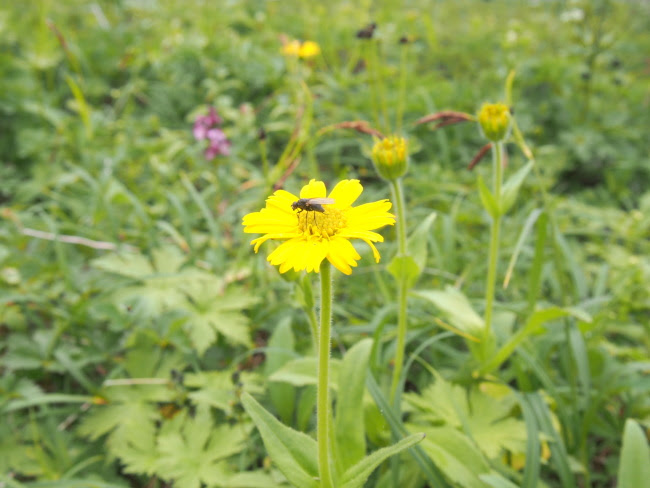 高山植物花図鑑
