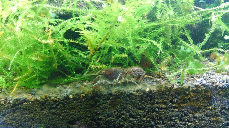 テキサスドワーフクレイフィッシュ アクアリウム飼育図鑑