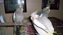 Toad, Sweetie and Aunt Lady  by Relea/Semi/Mom/Fiance'/CMA/Daughter/Friend