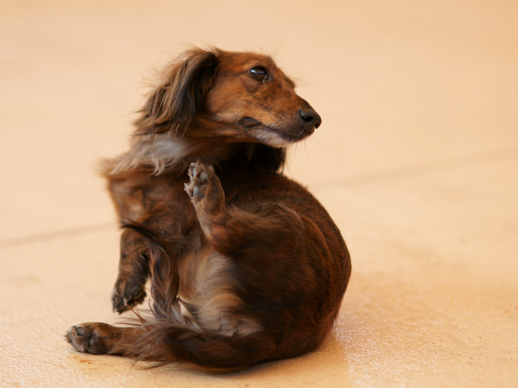 犬の乳腺腫瘍 ワンちゃんのおなかのしこりにご注意 かそり動物病院のブログ
