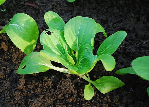 slug damaged bokchoy