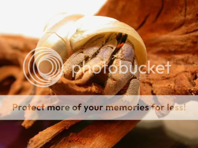 Photobucket - Video and Image Hosting