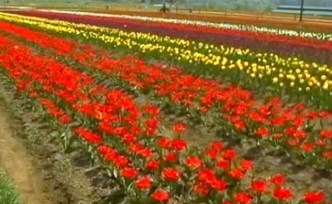 tulip garden