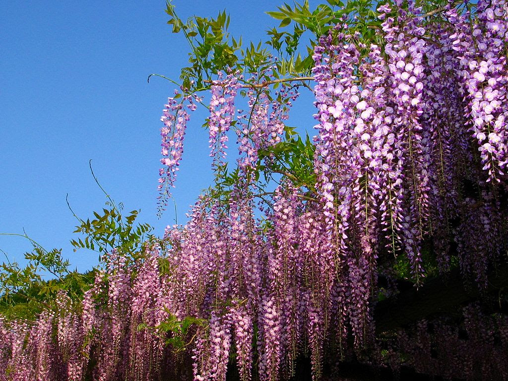 藤棚 藤 フジ の花 壁紙写真 四季の彩り壁紙写真集