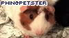 Phin's Petster Page