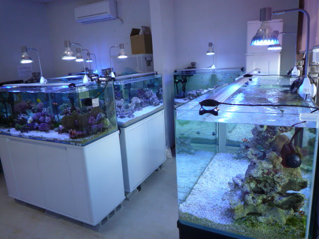 アクアショップマリンキープ 所沢市 埼玉 熱帯魚のことなら みずものコム