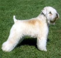 Soft Coated Wheaten Terrier Soft Coated Wheaten Terrier