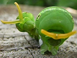 アゲハ蝶の幼虫がつのを出しているところ