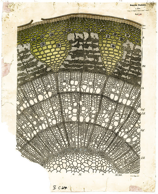 Stem Tillia sp.