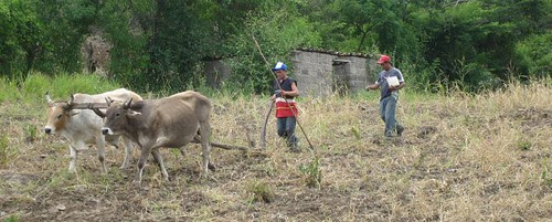Las Sabanas, Animal Traction