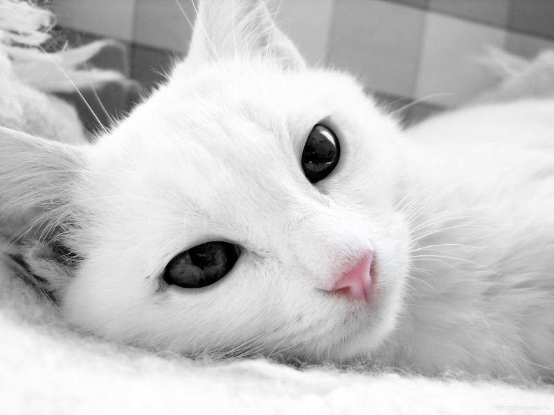 Tergokil 53+ Wallpaper Hd Cat White