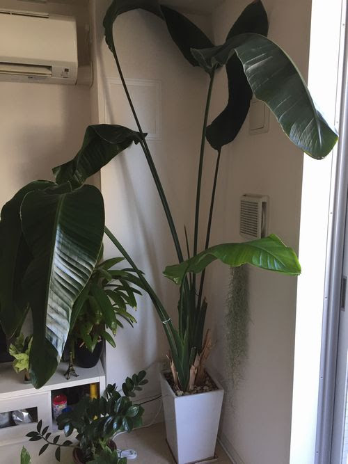 オーガスタの育て方 植え替えと仕立て直し 観葉植物ブログ緑組 植物の育て方