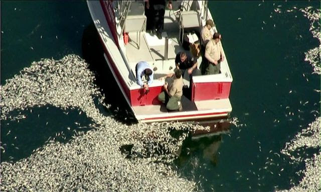 peces muertos en california