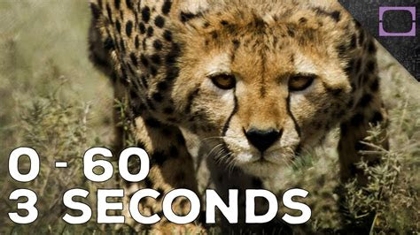 For as long as we've been charging, we've wanted to do it faster. How Fast Do Cheetahs Run? - YouTube