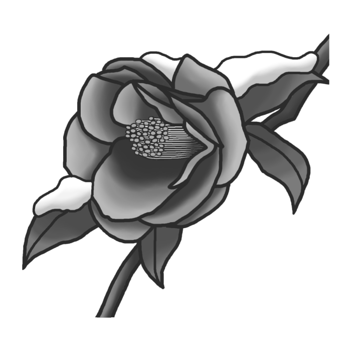 ツバキ 椿 モノクロ 冬の花 無料イラスト素材