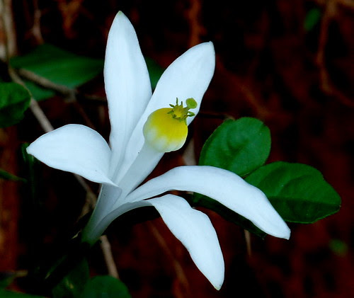 ipecac. Goanese ipecac (Naregamia