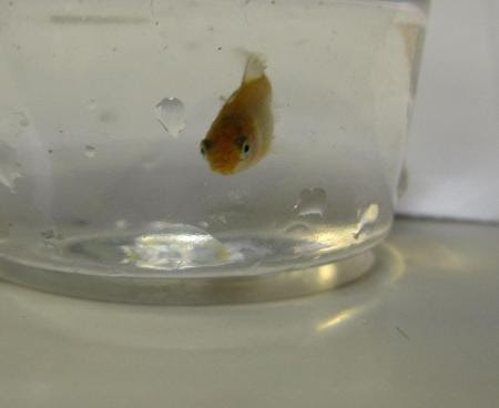 和金稚魚 過密状態の水換え 稚魚飼育の方法