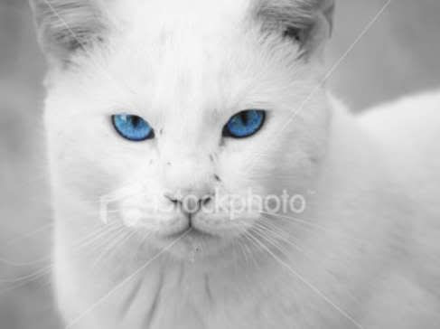 Skylight: Warrior