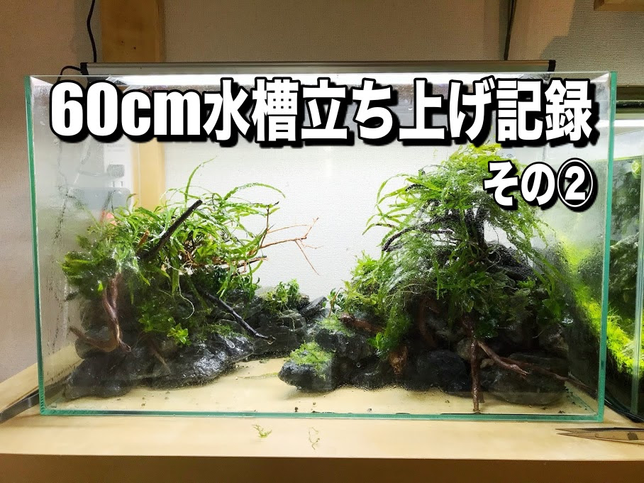 水草レイアウト60cm水槽の立ち上げ 水草の植栽から注水まで Aqua24アクアリウム