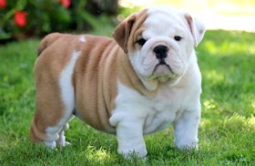Everything You Need To Know About Bulldog Puppies