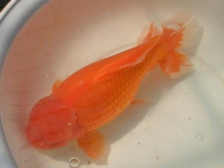 金魚 長洲特産 ジャンボ獅子頭 生産養魚場 村木養魚場レポート