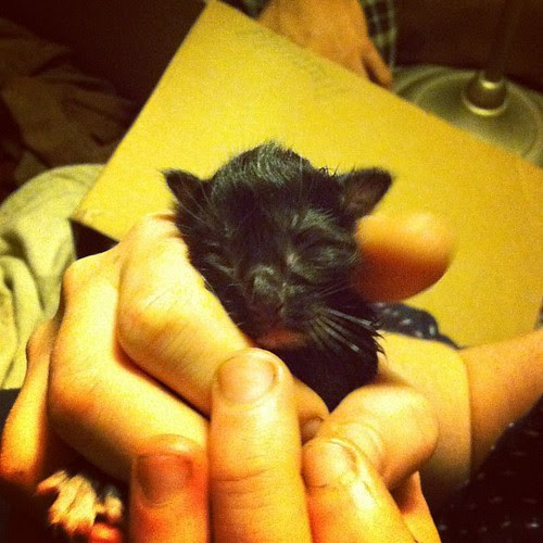 Kitten, meet the world. Not a bad day to join us. Happy #420 to all from our new kittens. by powerdubbe