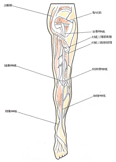 坐骨 腓骨 脛骨神経麻痺 弁護士による交通事故相談 弁護士法人前島綜合法律事務所