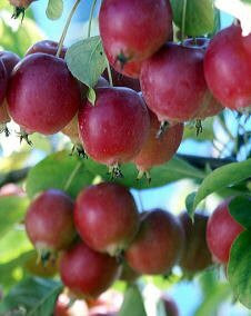 花 ヒメリンゴ 10月31日の花と花言葉 ヒメリンゴ 魅る魅るガーデニング