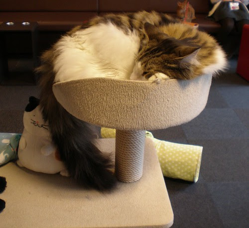Overflowing Cat