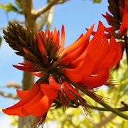 24+ Coral Tree Plant, Info Keramik Penting!