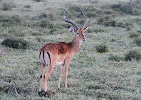 ガルテン日和 アフリカの動物たち インパラ トムソンガゼル