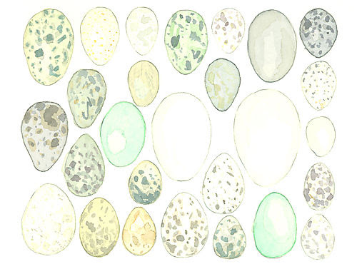 Louisejennison_eggs2