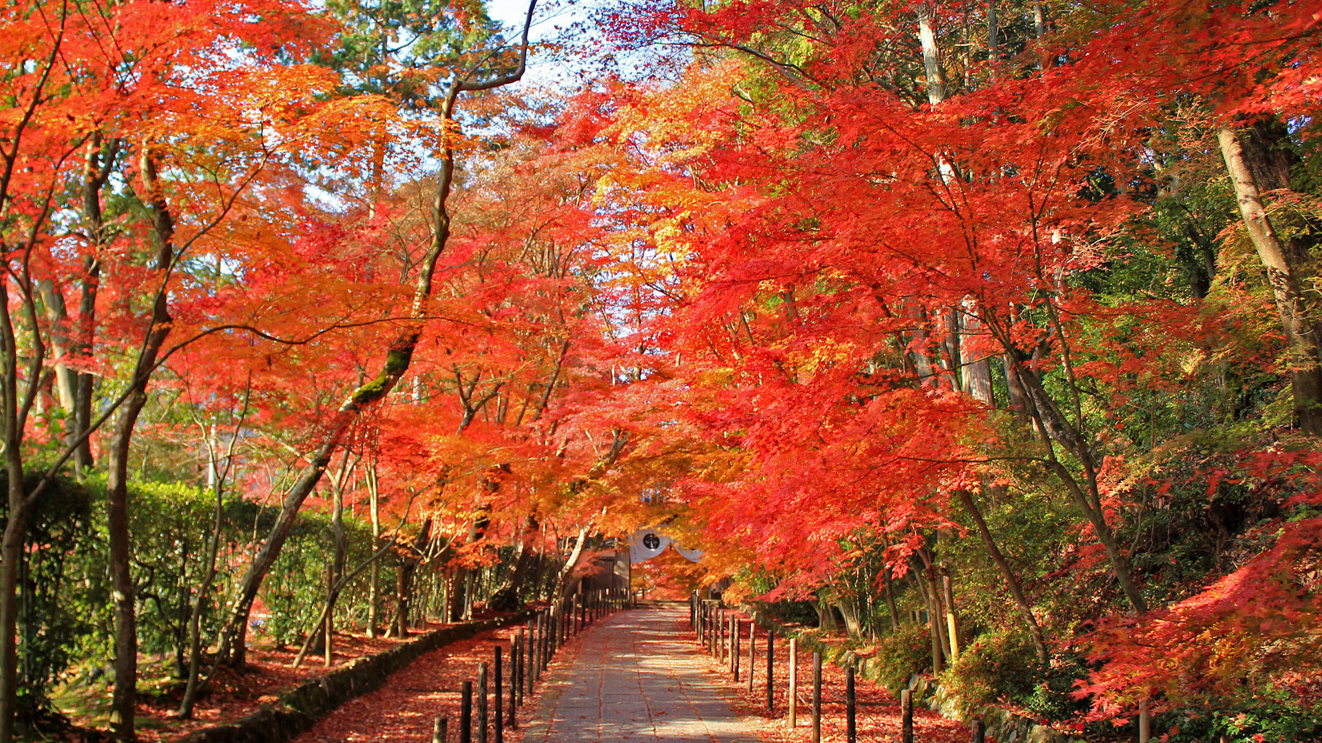 光明寺 紅葉 京都 長岡京市 壁紙 写真 フリー