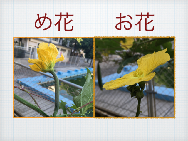 ヘチマの雌花と雄花の写真を撮る Ipadとiphoneで教師の仕事をつくる