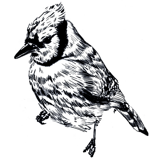Drawing Of The Week Blue Jay Bird Ella S Place