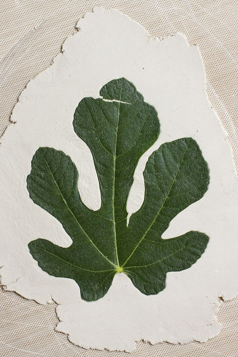 Leaves 1