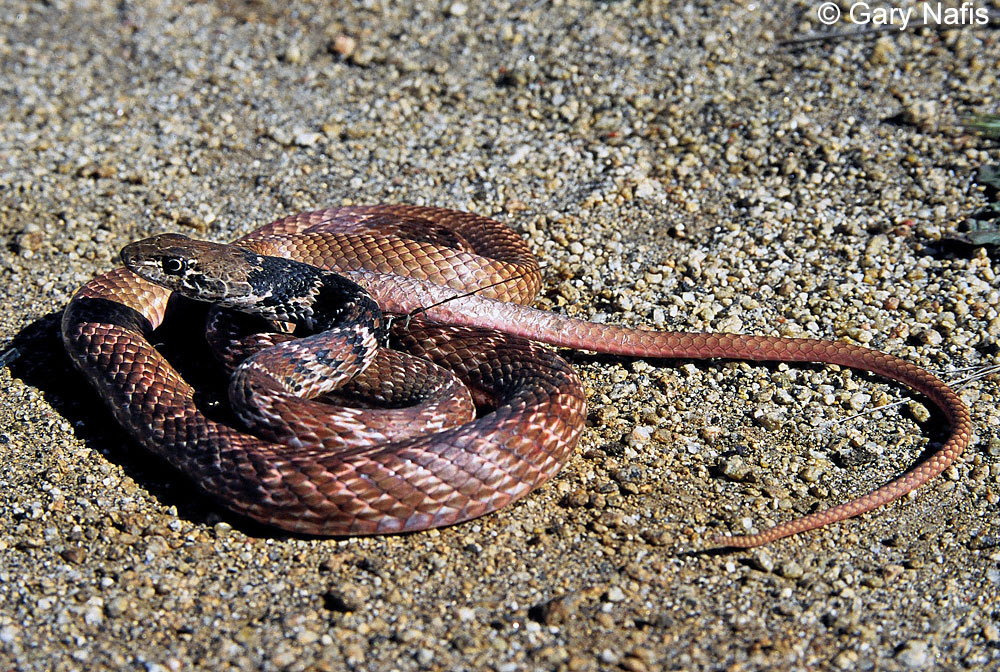 Red Racer Coluber Flagellum Piceus