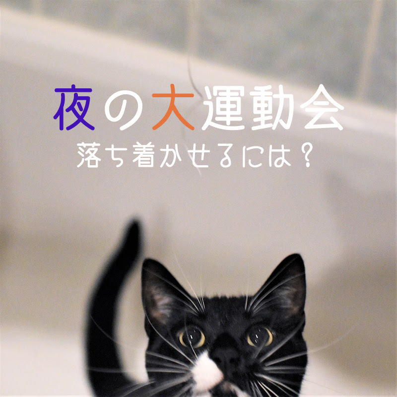 大興奮で暴れる猫の夜の運動会の3つの原因 落ち着かせるには しつけでやめさせられる 猫の総合情報サイト ペットスマイルニュースforネコちゃん