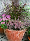 Balkon Herbstblumen