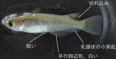 メダカ産卵室 雌雄の見分け方と卵の産ませ方 プティ メダカ