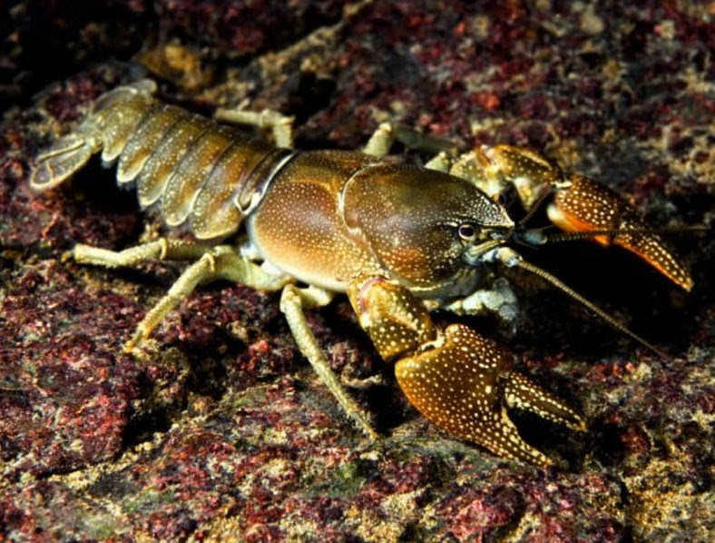 ザリガニの種類の見分け方 図鑑にのっているザリガニの種類 りみっとブレイク