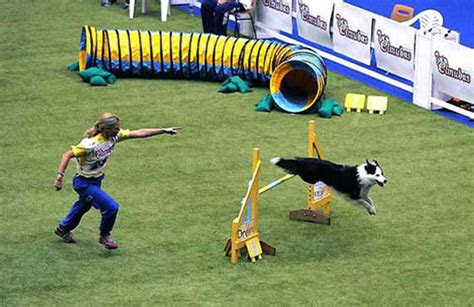 dog rate  animal